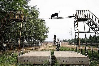 Beijing's Rescue Dogs Take A Bite Out of Crime at Olympics