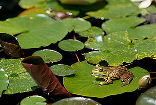 The Scoop: Putting Frog Genes on Ice