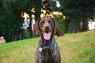 Would You Send Your Pup To Summer Camp?