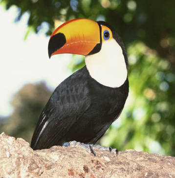 Guess What Bird