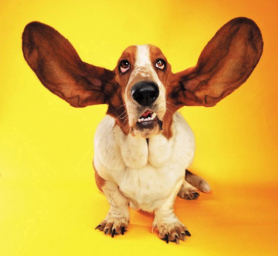 Dirty Ears