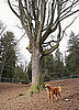 Dog Park Etiquette For Humans