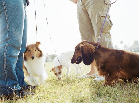 Know Thy Dog Park Neighbor Know Thy Dog Park Neighbor