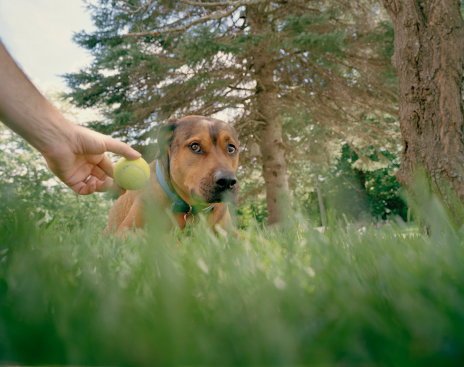 Does Your Pet Have A Favorite Color?