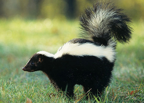 Skunk Attack Skunk Attack
