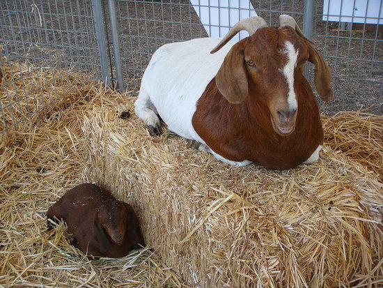 Hey, Baby Goat!