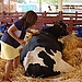 Cow Encounters