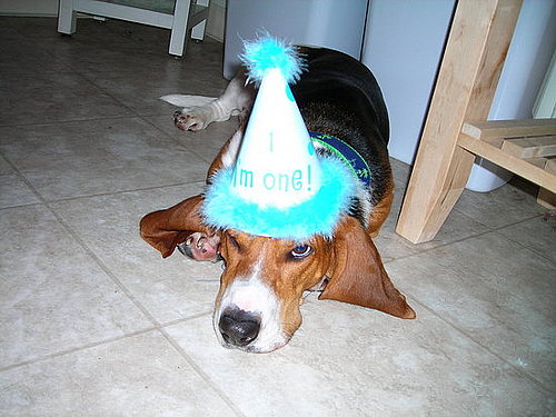 Pet Pics on Petsugar 2008-06-30 08:00:13