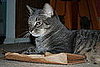 Pet Pics on Petsugar 2008-06-27 08:00:03