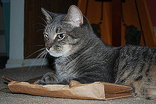 Pet Pics on Petsugar 2008-06-27 08:00:03