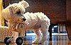 Maltese With Two Legs Gets Around On Model Airplane Wheels