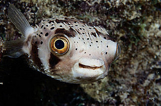 Guess What Animal? 2008-07-06 11:00:26