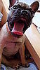 Pet Pics on Petsugar 2008-07-07 08:00:42