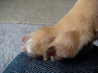 Nail Health for Dogs