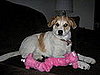 Pet Pics on Petsugar 2008-07-03 03:00:53