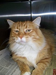 Woman Holds Cat Ransom for Missing Dog