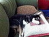 Pet Pics on Petsugar 2008-07-02 08:00:43