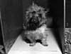 Petsugar Weekly Recap 2008-07-12 07:00:32