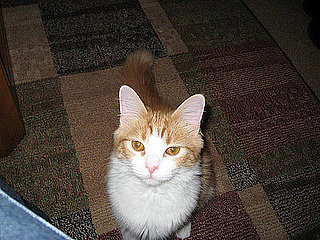 Pet Pics on Petsugar 2008-07-11 08:00:52