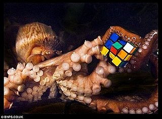 Researchers Use Rubik's Cubes to Reduce Stress in Octopuses.