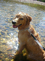 Pet Pics on PetSugar 2008-07-17 08:00:11