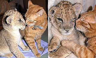 Cat and Lion Cub are Best Pals