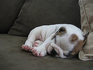 Pet pics on Petsugar 2008-07-28 08:00:55