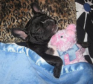 Pet pics on Petsugar 2008-07-22 11:30:34