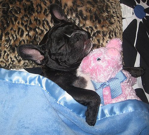 Pet pics on Petsugar 2008-07-22 11:30:34