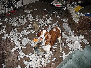 Pet Pics on Petsugar 2008-07-24 08:00:19