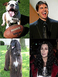 Do You Look Like Your Pet?