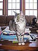 Pet Pics on Petsugar 2008-07-31 08:00:14