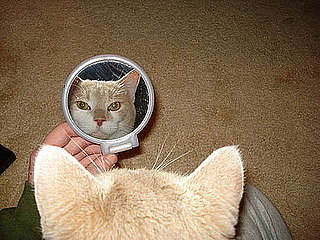 Pet Pics on Petsugar 2008-08-14 08:00:48