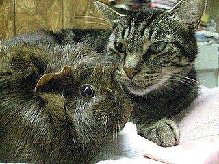 Pet Pics on PetSugar 2008-08-18 08:00:00