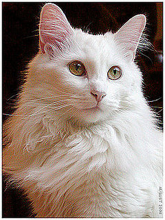 Pet Pics on PetSugar 2008-08-06 08:00:37