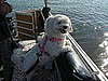 Pet Pics on Petsugar 2008-08-11 08:00:44