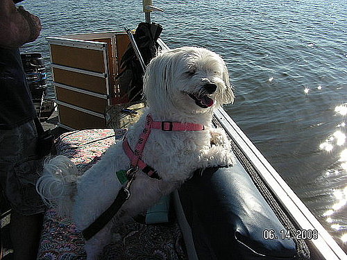 Pet Pics on Petsugar 2008-08-11 08:00:44