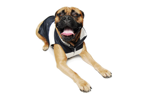 Idawg Bomber Jackets at NY Pet Fashion Week