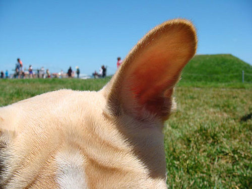 Keeping Pets Ears Clean