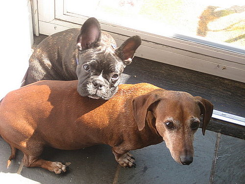 Pet Pics on Petsugar 2008-08-13 08:00:39