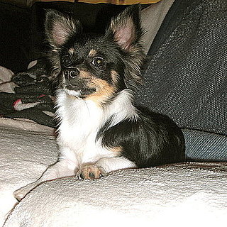 Pet Pics on Petsugar 2008-09-01 03:00:00