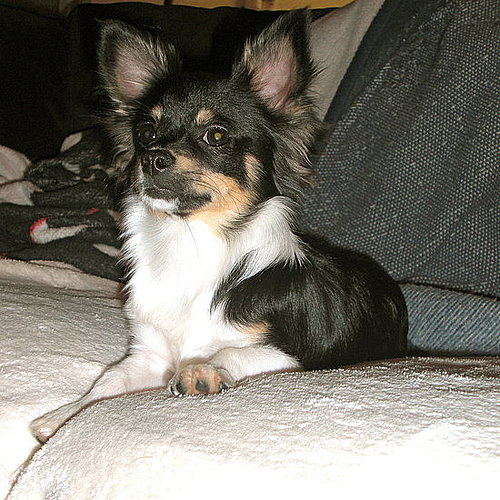 Pet Pics on Petsugar 2008-09-01 03:00:00
