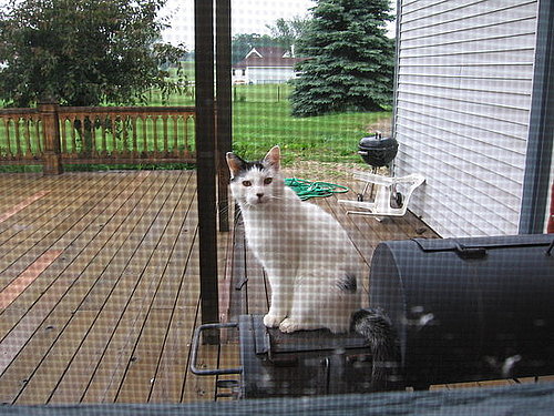 Pet Pics on PetSugar 2008-08-27 08:00:43