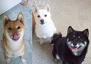 Pet Pics on PetSugar 2008-08-29 08:00:25
