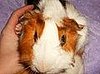 Pet Pics on Petsugar 2008-09-04 08:00:33