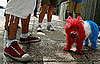 Dying Your Pet's Fur
