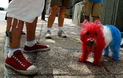 Dying Your Pet's Fur