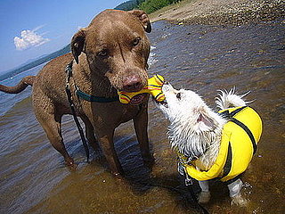 Pet Pics on Petsugar 2008-09-12 08:00:48