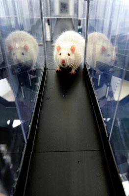 Rats Sniff out Land Mines in Columbia
