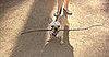 How Do You Keep Your Pets Cool in the Summer?